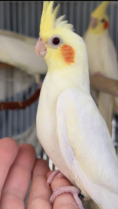 Птенцы Корелл.