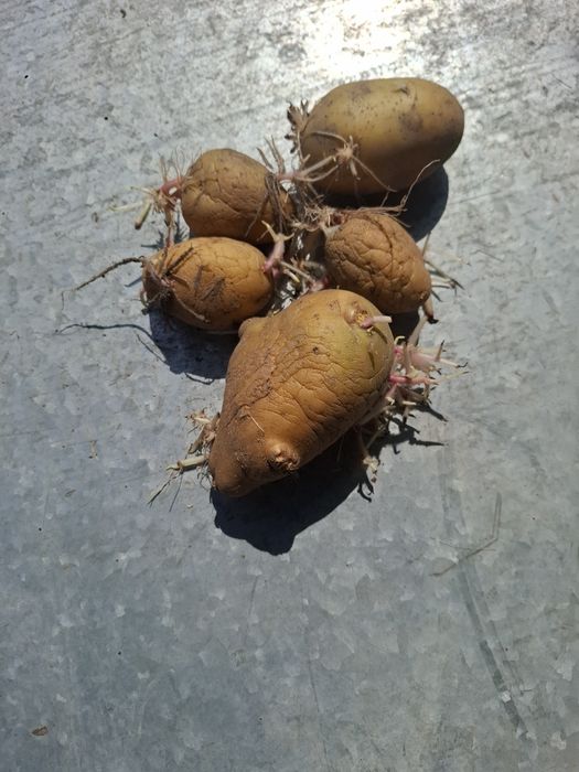 Семена картошки в мешках