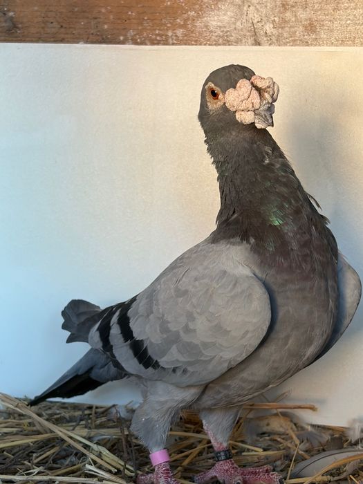 Porumbei duduros caută altă casa