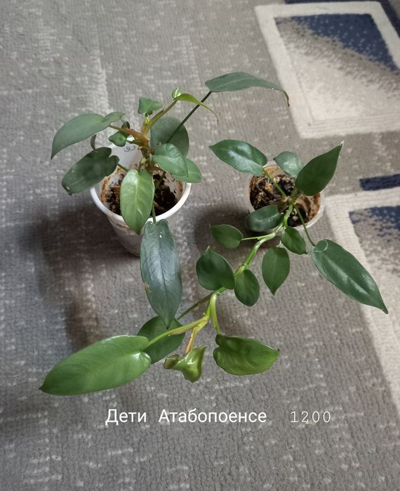 Сингониум Орм наг, растения, цветы, подарок