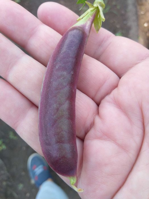 Императорский Чёрный Сахарный Снеп Горох