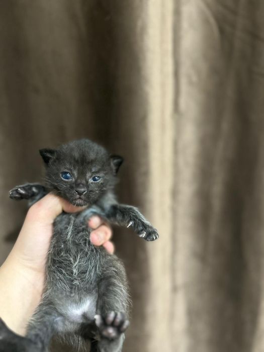 Отдам котят бесплатно