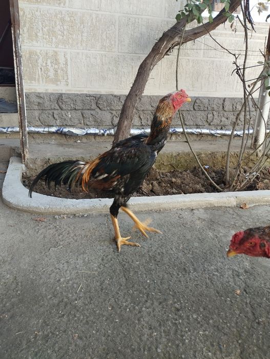 Saman juja sotiladi, zoti toza, Shahrisabz narxi 850ming