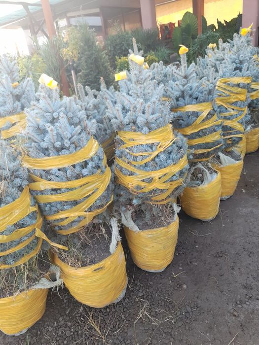 Yel Galuboyyel Gallubayyel Yel