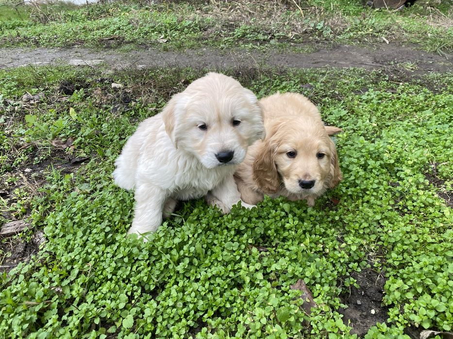 Продавам Голдън Ретривър