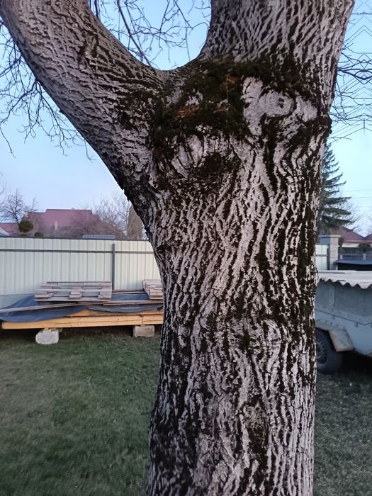 Vând nuc matur pe picior.