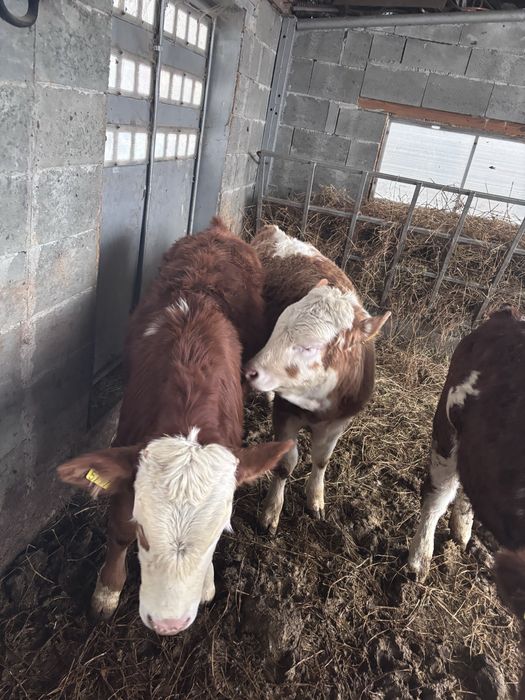 Vitele baltata romaneasca