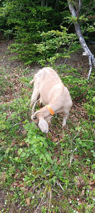 Capră de un an jumate foarte bună de lapte din mamă foarte bună de lapte