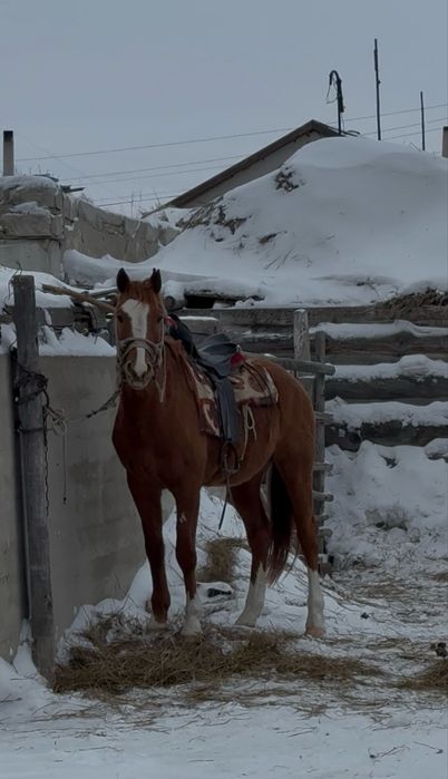 Айгыр сатылады 5