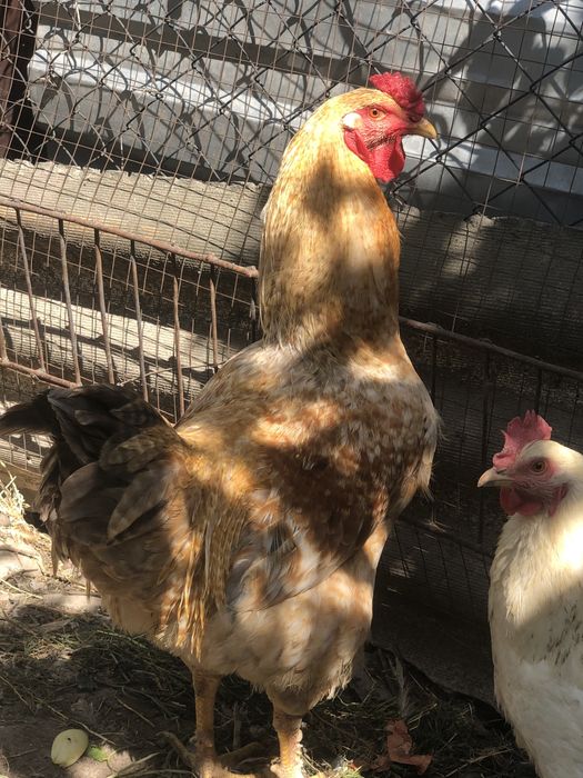 Петух. Домашняя птица