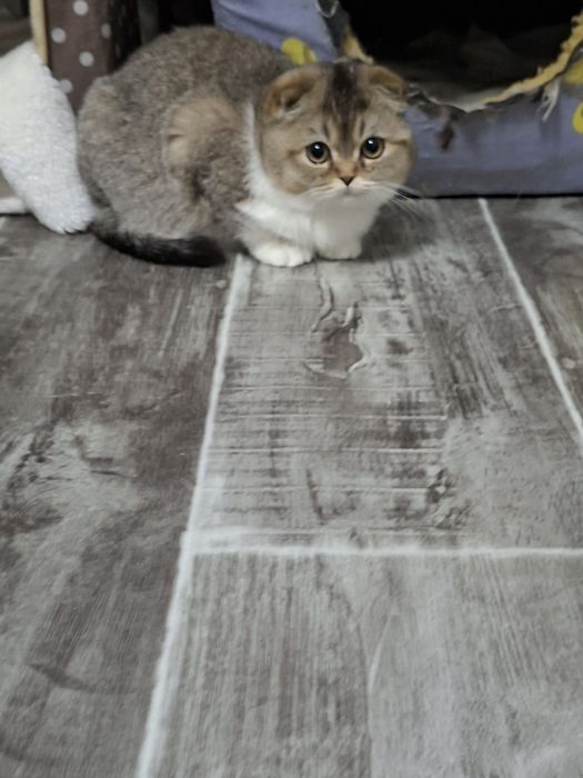 Продаются девочка и мальчик