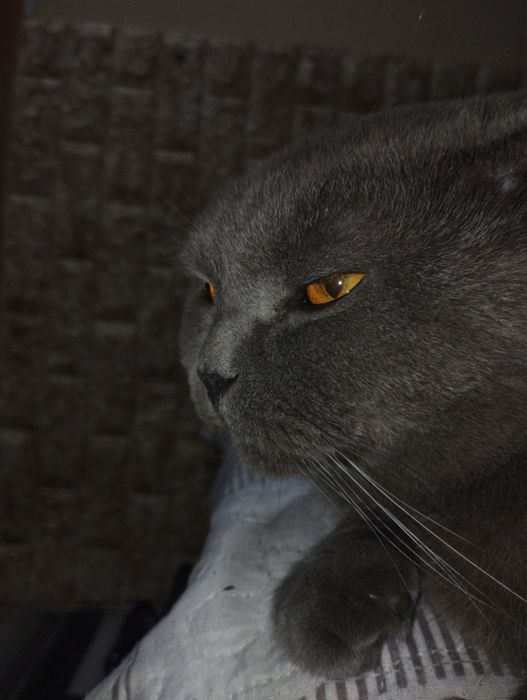 mushuk sotiladi zoti ШКОТ. jinsi erkak yosh 3 yoshda 100% sogʻlom