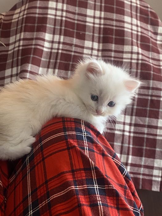 Котята в хорошие руки.