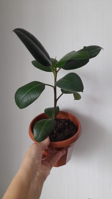 Продам комнатное растение, доллар