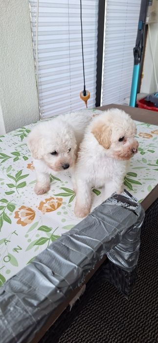 Ofertă imbatabilă! Caniș de super calitate! Cel mai bun raport calitate preț!