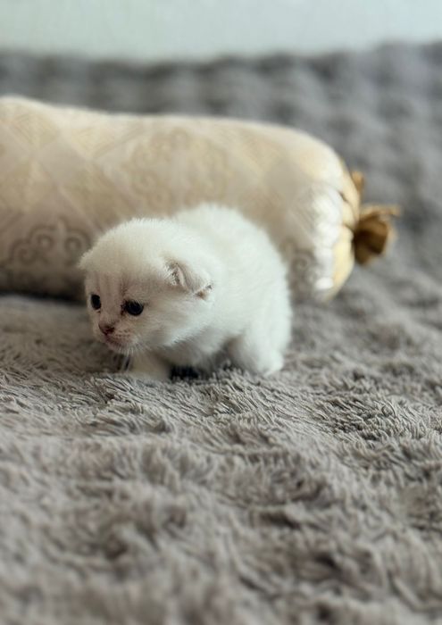 Шиншиловый окрас котята