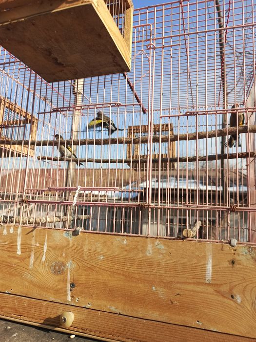 Щеглы  седоголовые, простушки