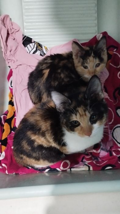Котята трехцветные срочно бесплатно