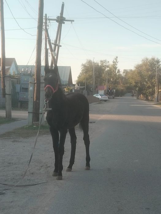 Продается молодой Жеребчик