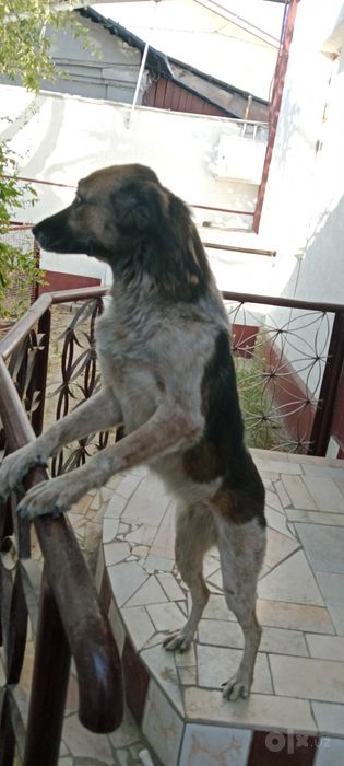 Отдам даром собаку девочку