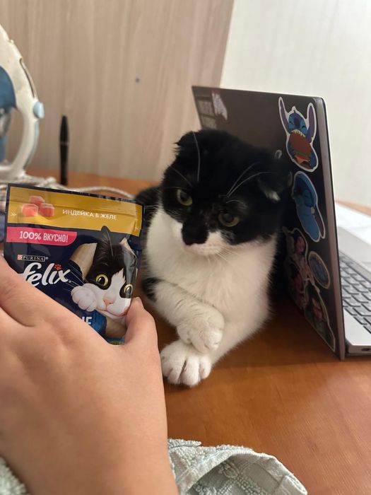 Бесплатно в добрые руки!