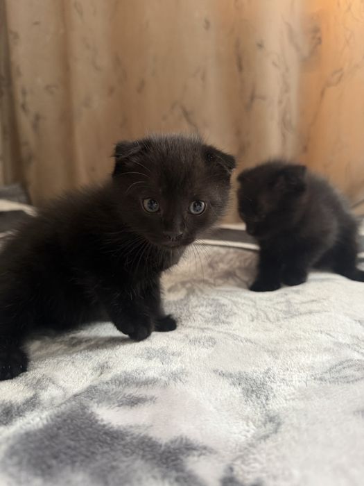 Котята вислоухие