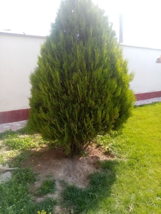 Декоративный Растения