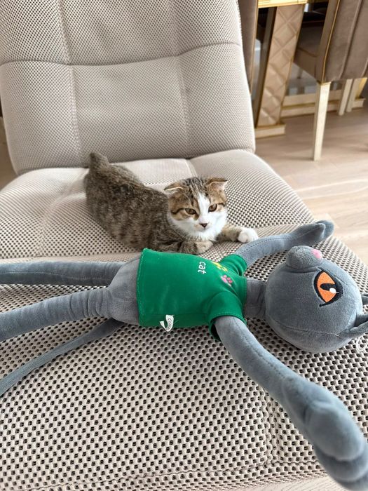 Шотландский вислоухий котенок,Алматы