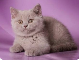 Котятки шотландские