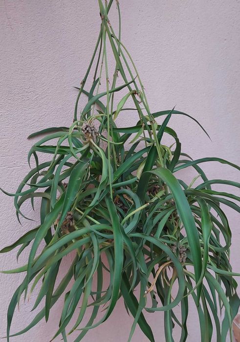 Plante Păianjen  Voalul Miresei Clorophytum