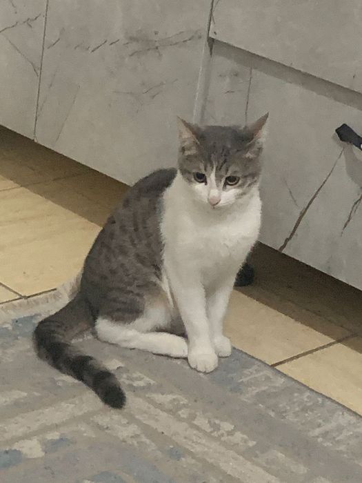 Отдам срочно  кота в хорошие руки!