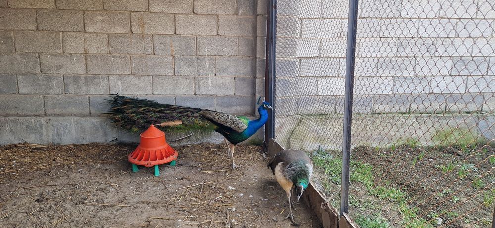 Продам индийских павлинов