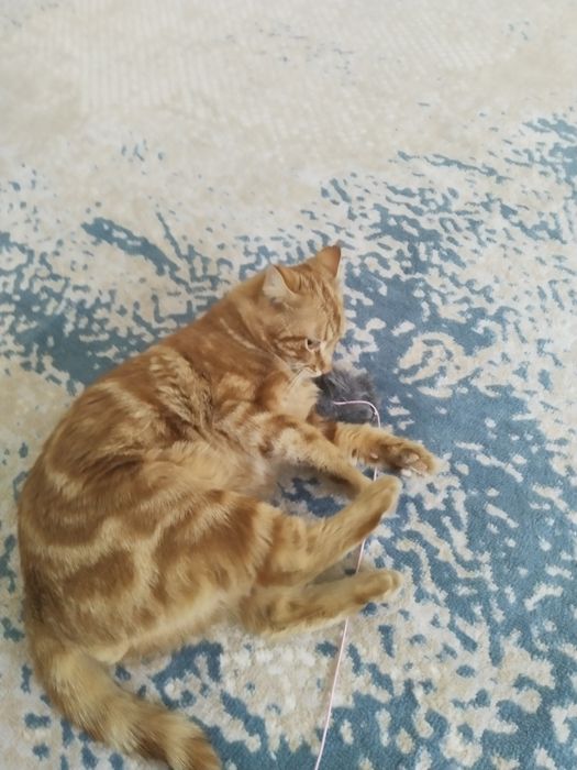 Серебристый котик