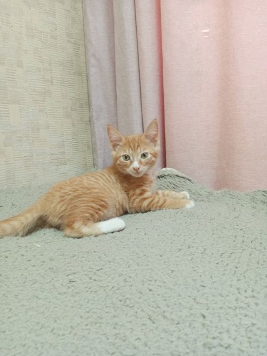 Золотистый красавчик котик