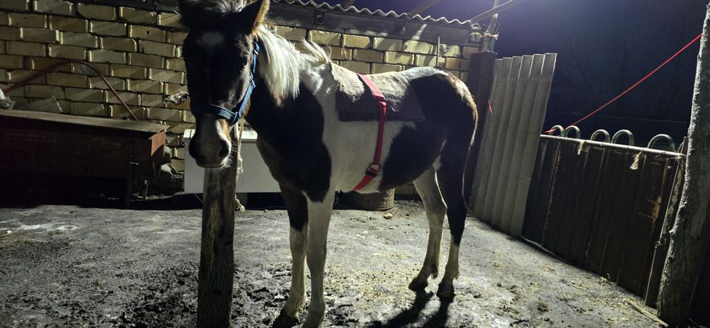 Продам тай полу кровка