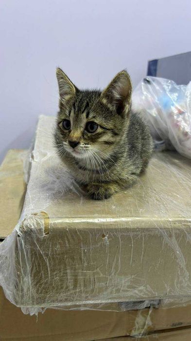 Котёнок в добрые руки