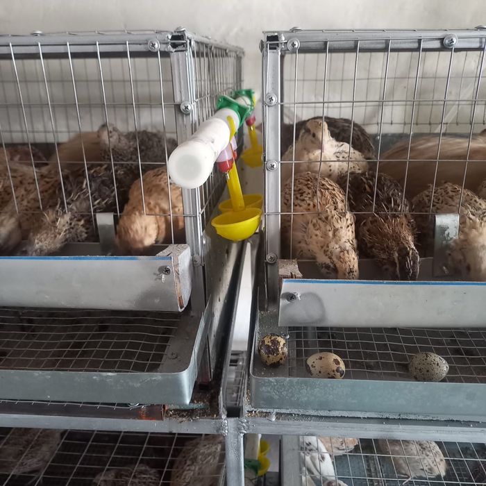 Клетка для перепелок