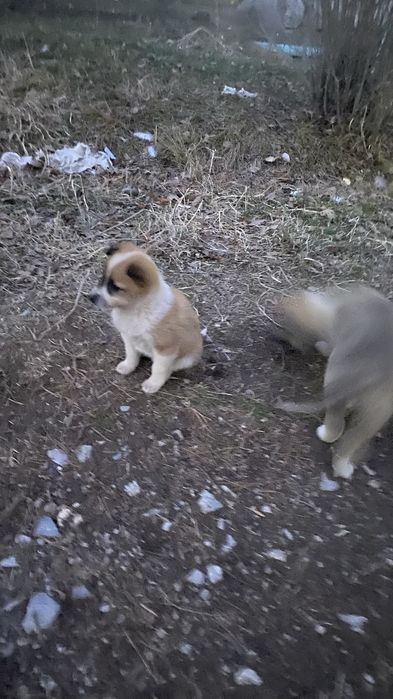 Отдам щенят в добрые руки