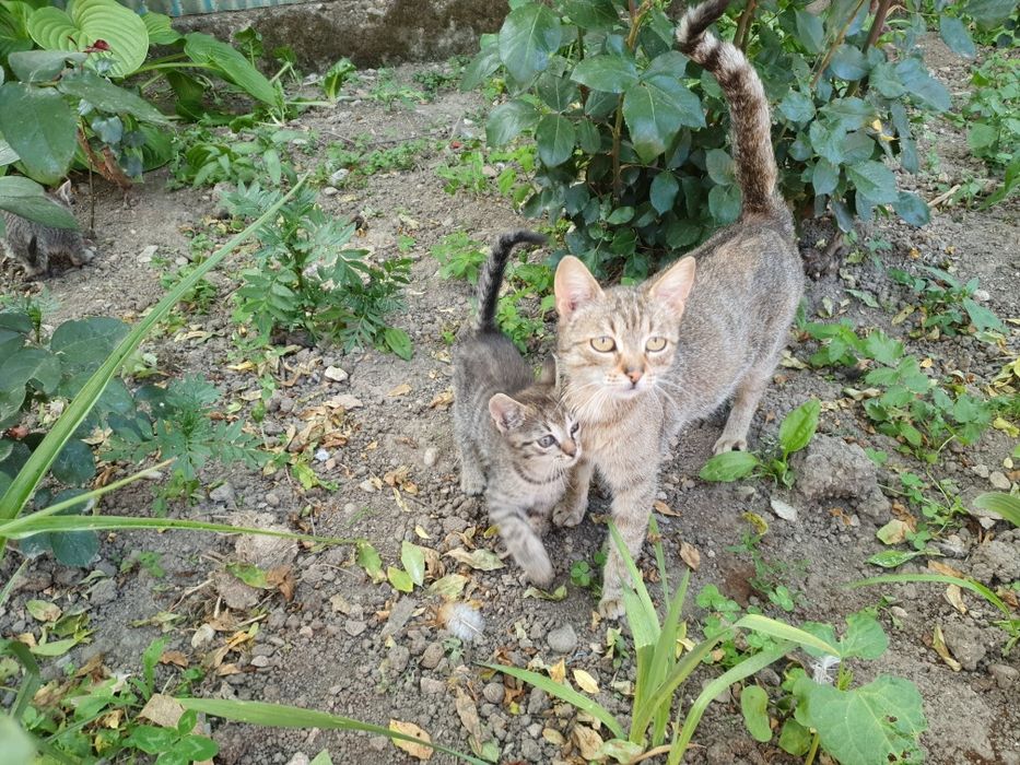 Pisici, pisicute adoptie