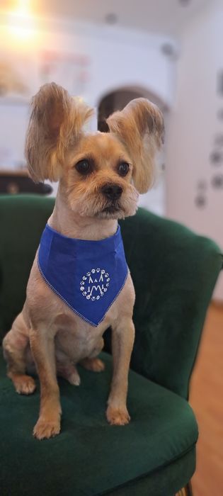 Salon frizerie canina DogMery Pet