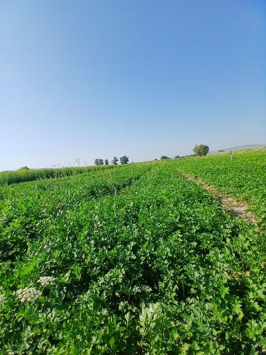 Vand leustean si patranjel la Kg sau legaturi