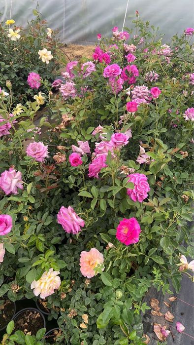 Рози в контейнер,щамбови рози!