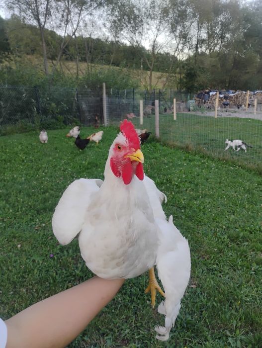 Caută o nouă casuță cocoși brahma