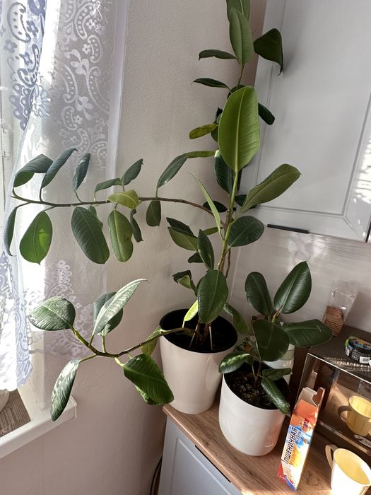 Продам цветок  за 10000 тыс