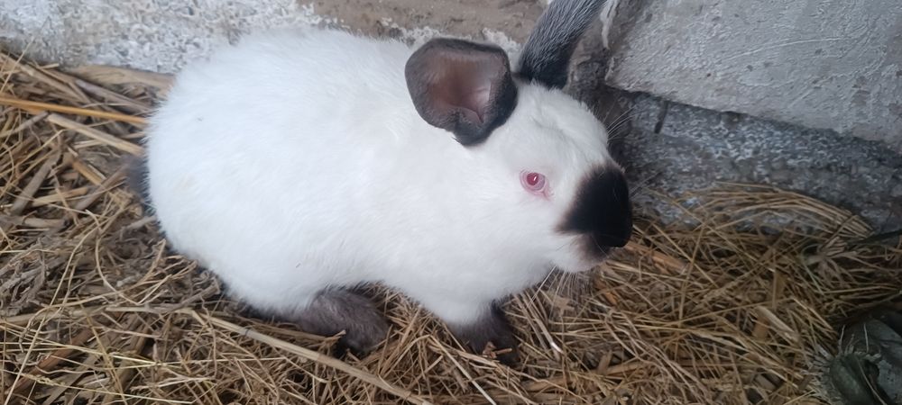 Кролики колифорния