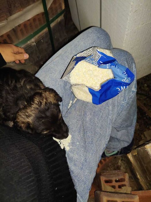 Собака в добрые руки (мальчик)