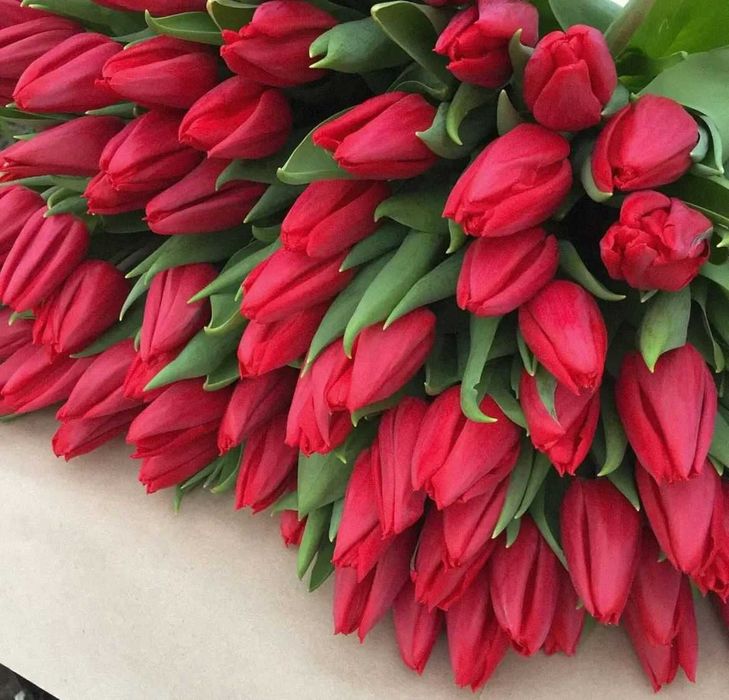 Предзаказ тюльпанов на 8 марта 2026!