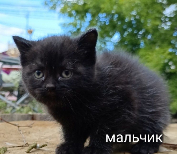 Отдам в добрые руки котят, 2 месяца