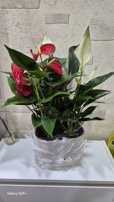 Антуриум-Спатифиллум комплект