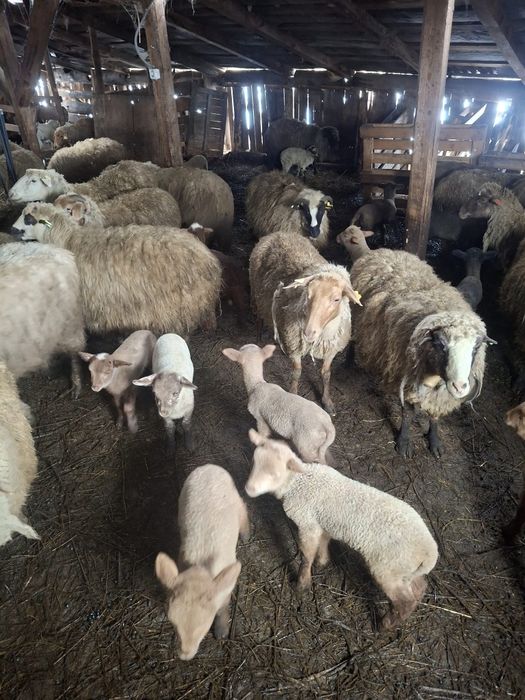 Oi de vânzare 200 bucăți